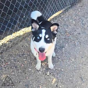 Ahsoka, Husky / Mixed Breed, young, available for adoption