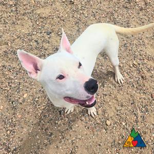 Boulder, Staffordshire Bull Terrier / Mixed Breed, young, available for adoption