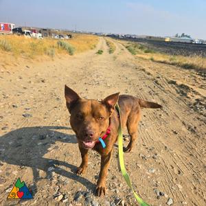 Teddy, Mixed Breed / American Staffordshire Terrier, adult, available for adoption