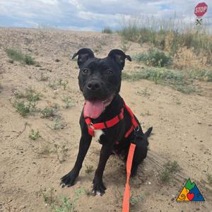 Amara, American Staffordshire Terrier / Mixed Breed, young, available for adoption