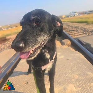 Gir, German Wirehaired Pointer / Mixed Breed, adult, available for adoption