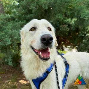 Robin, Maremma Sheepdog / Mixed Breed, adult, available for adoption