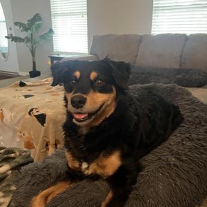 Lucy (Courtesy Post), Shepherd, senior, available for adoption