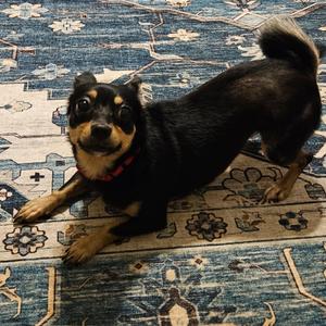 A black and tan dog with a red collar is lying on a patterned blue and beige rug.