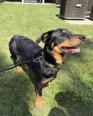 Junior (Courtesy Post), Rottweiler, young, available for adoption