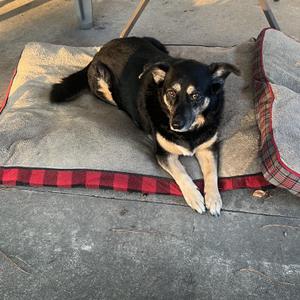 Daisy (Courtesy Posting), Shepherd, senior, available for adoption