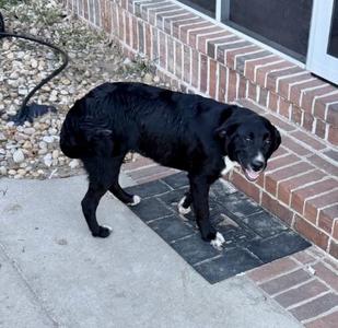 Gypsy (Courtesy Post), Black Labrador Retriever / Border Collie, young, available for adoption