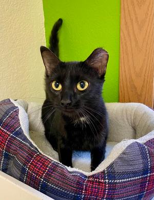 Moon, adult, available for adoption