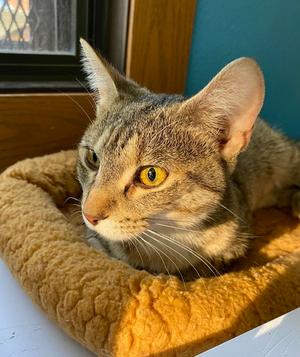 Celestite, adult, available for adoption