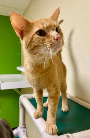 Matthew, adult, available for adoption