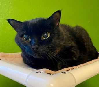 Baby Goldie, senior, available for adoption
