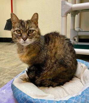 Roni, adult, available for adoption