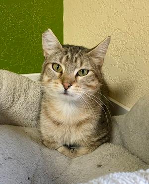 Celena, adult, available for adoption