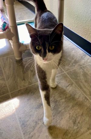 Purrseus, adult, available for adoption