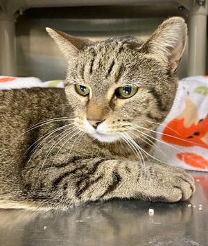 Mercat, adult, available for adoption
