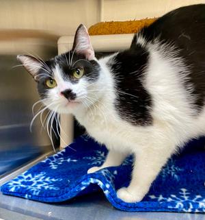 Humbug, adult, available for adoption