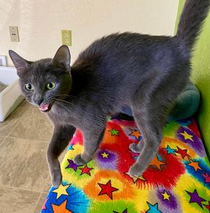 Ember, adult, available for adoption