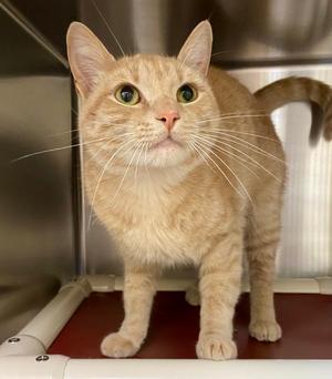 Messi, adult, available for adoption