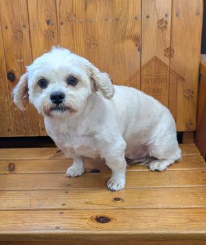 Pebbles, Shih Tzu / Bichon Frise, adult, available for adoption