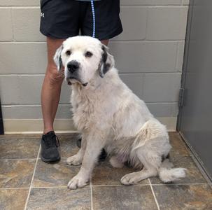 A large white dog with long fur sitting on a tiled floor, next to a person wearing black shorts and sneakers.
