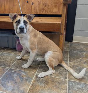 Freckles, Australian Cattle Dog / Blue Heeler, young, available for adoption