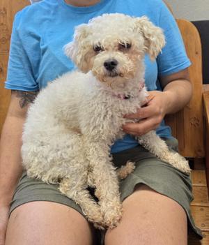 Lucy, Poodle, adult, available for adoption