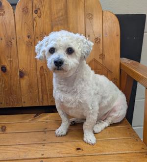 BamBam, Shih Tzu / Bichon Frise, adult, available for adoption