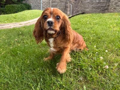 Charm, Cavalier King Charles Spaniel, adult, available for adoption