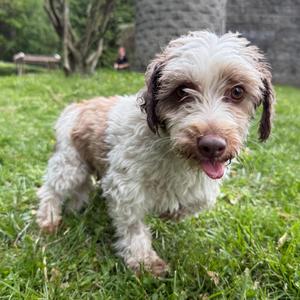 Dublin, Havanese, adult, available for adoption