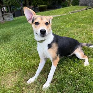 Darlene, Beagle, puppy, available for adoption