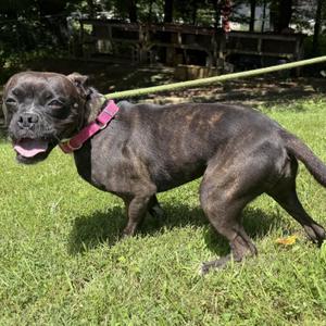 Lucy, Boston Terrier / Boxer, puppy, available for adoption