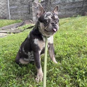 Dexter, French Bulldog, young, available for adoption