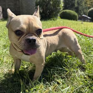 Andi, French Bulldog, young, available for adoption