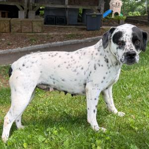 Diane, Bulldog / Dalmatian, young, available for adoption