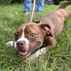 Betsy, Boston Terrier, young, available for adoption