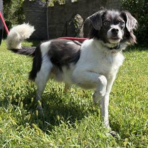 Otis, Chihuahua / Beagle, adult, available for adoption