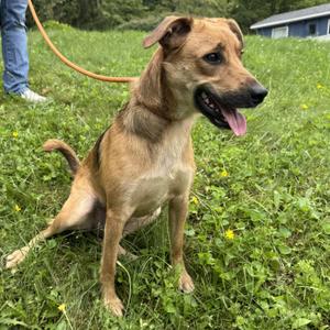 A brown dog sitting on grass with its tongue out, wearing a leash.