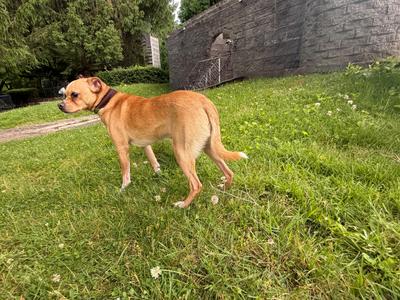 Frankie, Chihuahua, adult, available for adoption