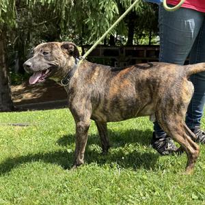 Easton, Plott Hound, adult, available for adoption