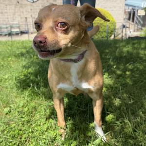 Branson, Chihuahua, young, available for adoption