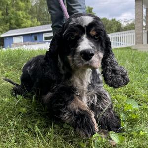 Margie, Cocker Spaniel, young, available for adoption