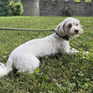 Fidget, Bichon Frise, adult, available for adoption