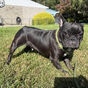 Gwen, French Bulldog, young, available for adoption