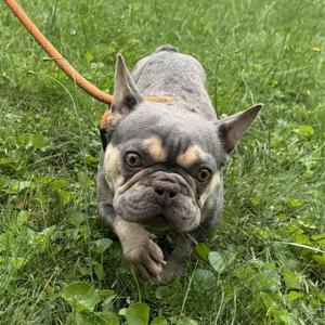 Iris, French Bulldog, young, available for adoption