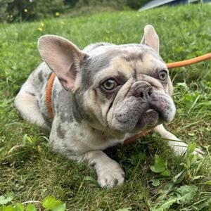 Gus, French Bulldog, young, available for adoption