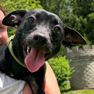 Ben, Terrier, puppy, available for adoption