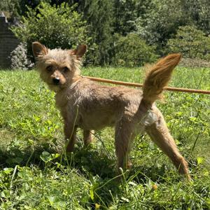 Leroy Brown, Yorkshire Terrier, adult, available for adoption