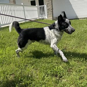 Frank, Labrador Retriever / Husky, young, available for adoption