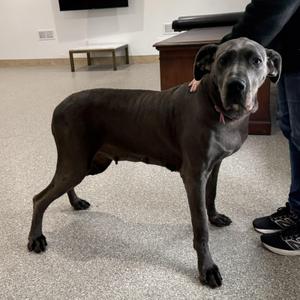 Athena, Great Dane, adult, available for adoption