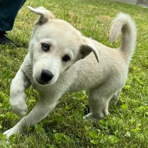 Jen, Labrador Retriever / Husky, puppy, available for adoption